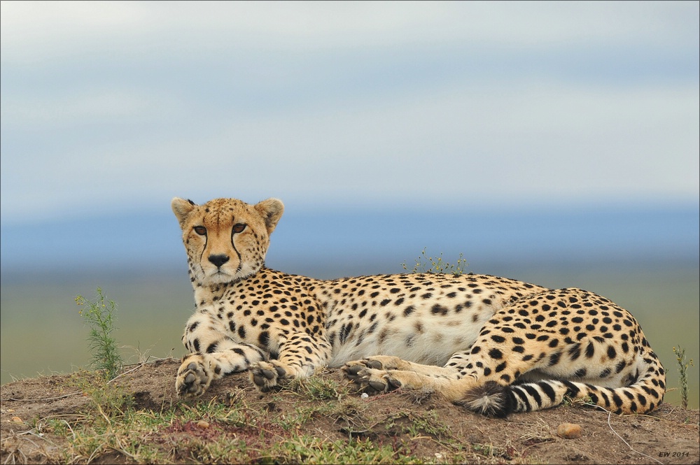 acomp Kenia 20111014 07325