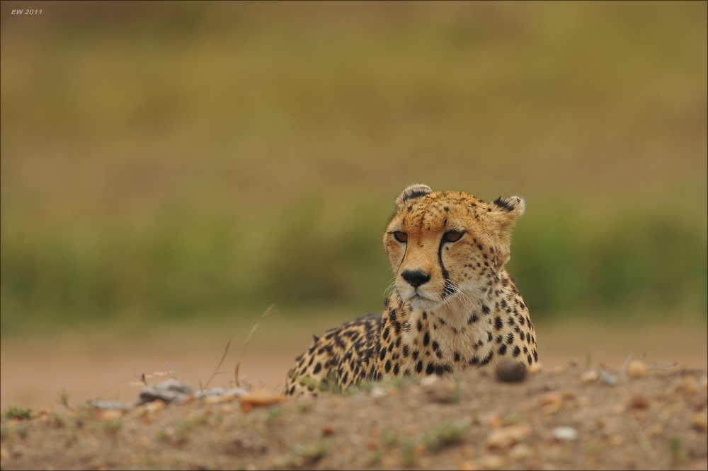 acomp Kenia 20111014 07592