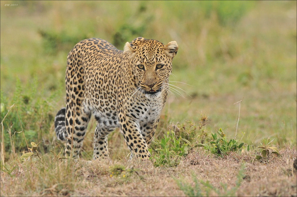 acomp Kenia 20111014 08249