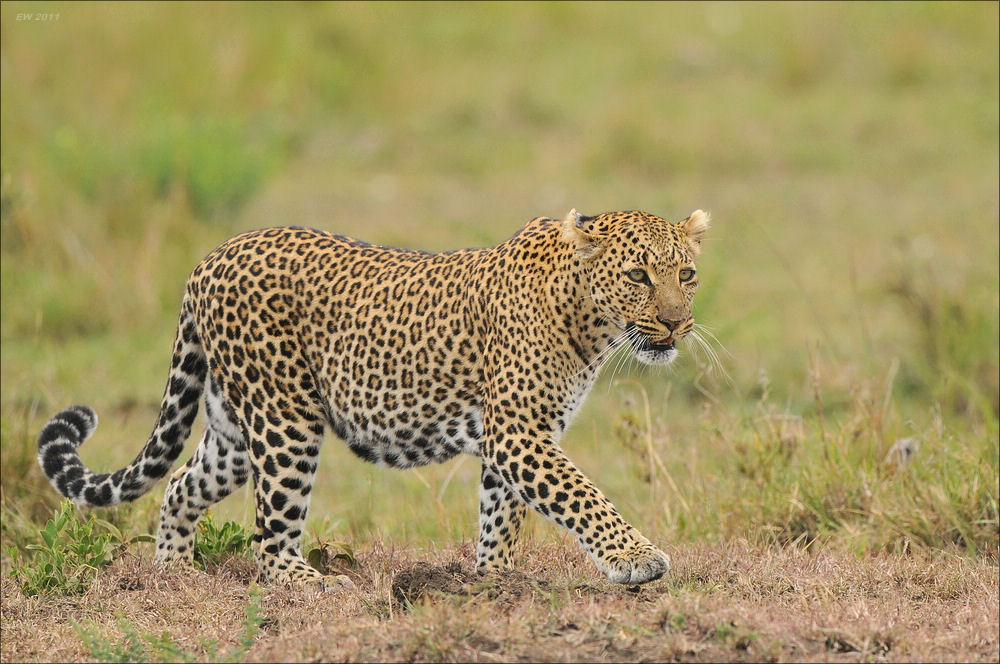 acomp Kenia 20111014 08252