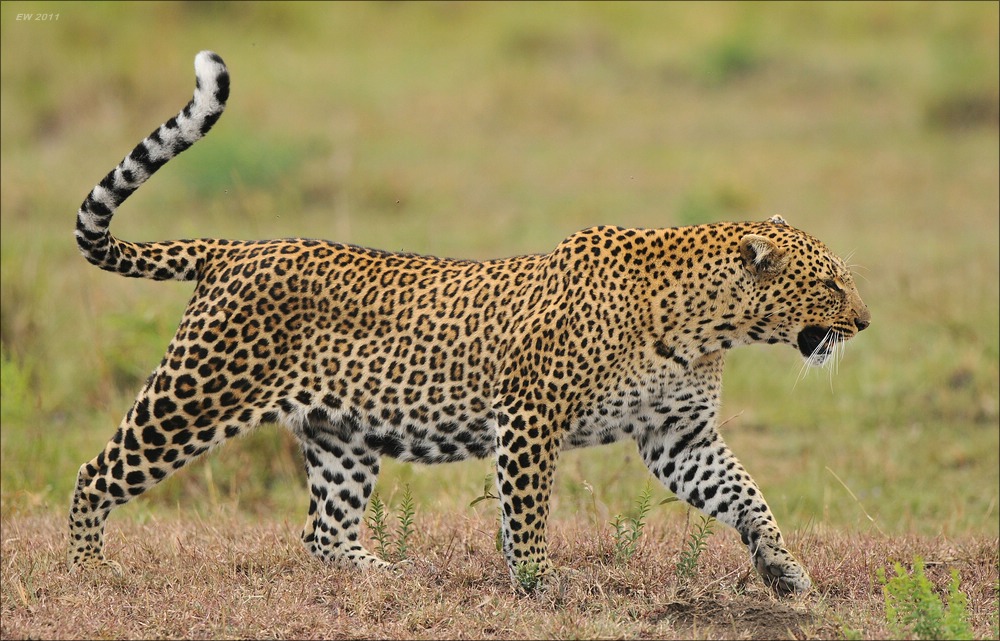acomp Kenia 20111014 08256