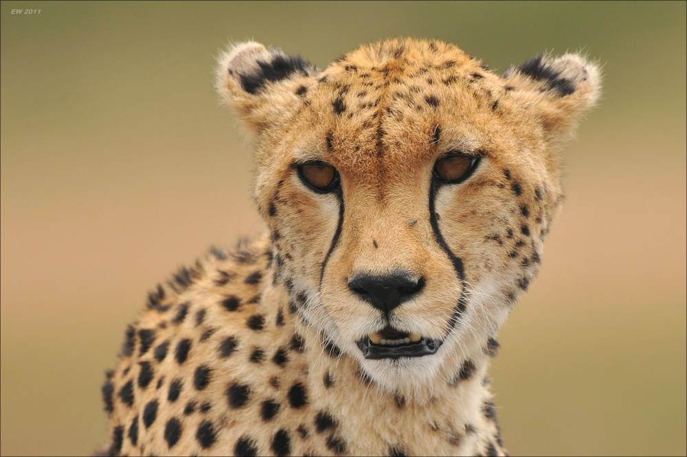 acomp Kenia 20111014 08387a