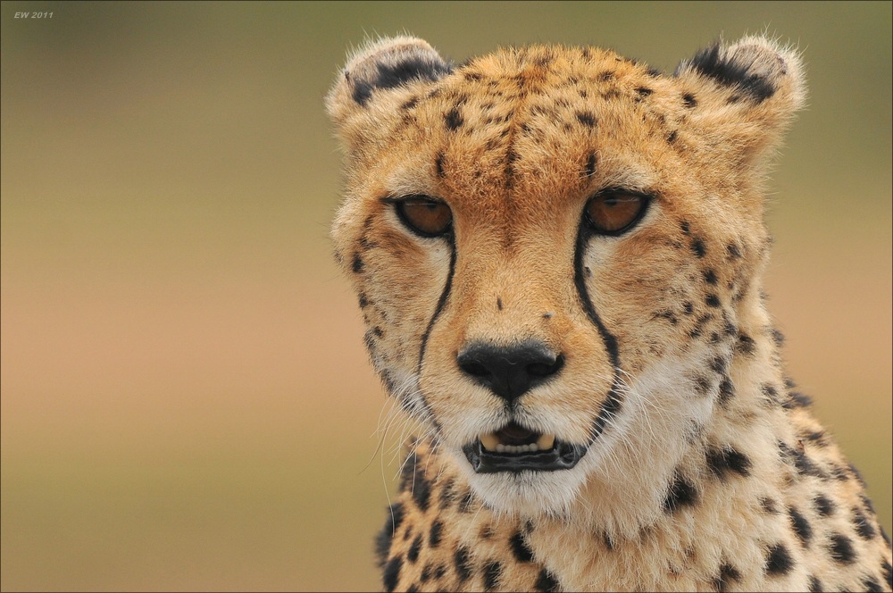 acomp Kenia 20111014 08404aaa