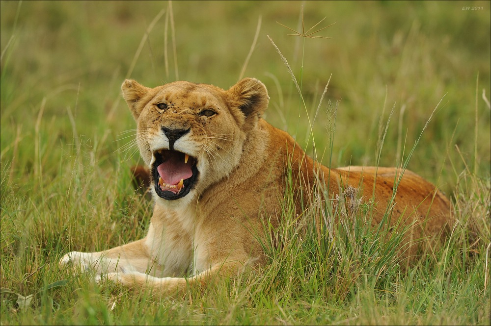 acomp Kenia 20111014 08728