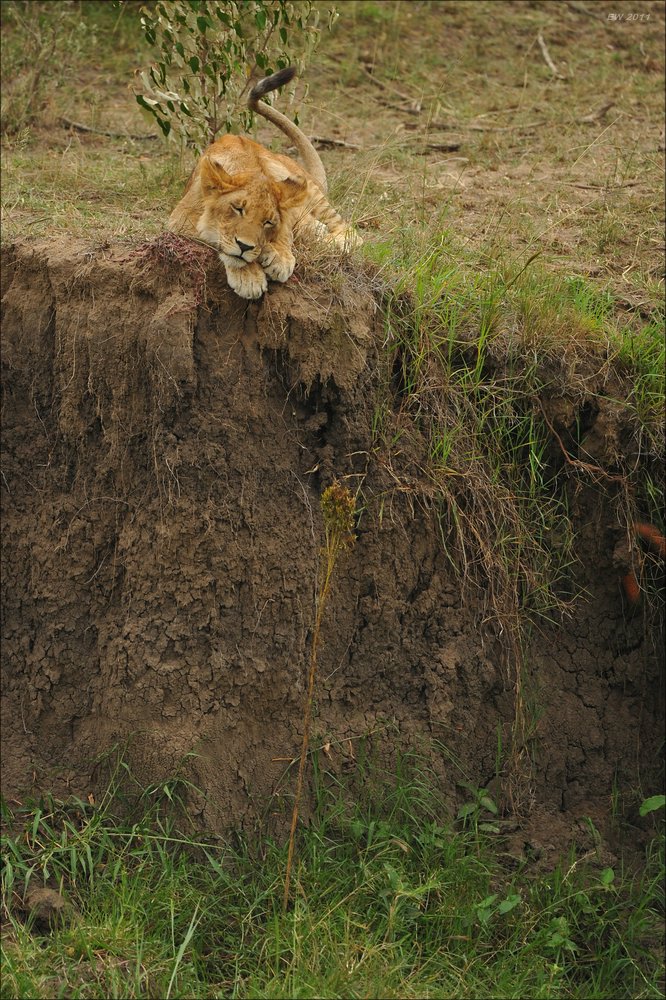 acomp Kenia 20111014 08746