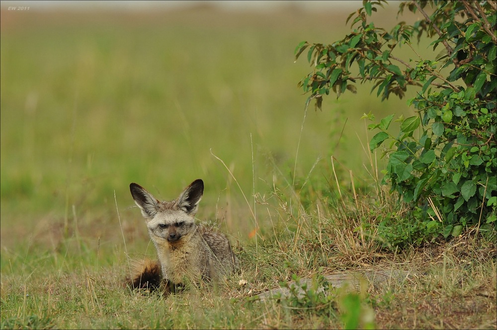 acomp Kenia 20111015 09510