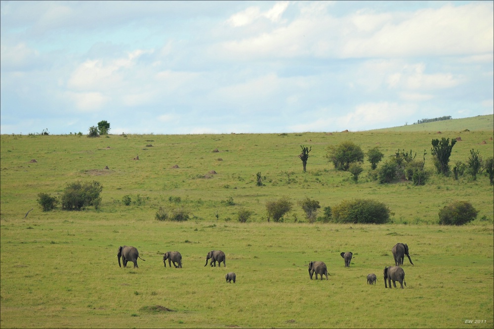 acomp Kenia 20111015 09618a