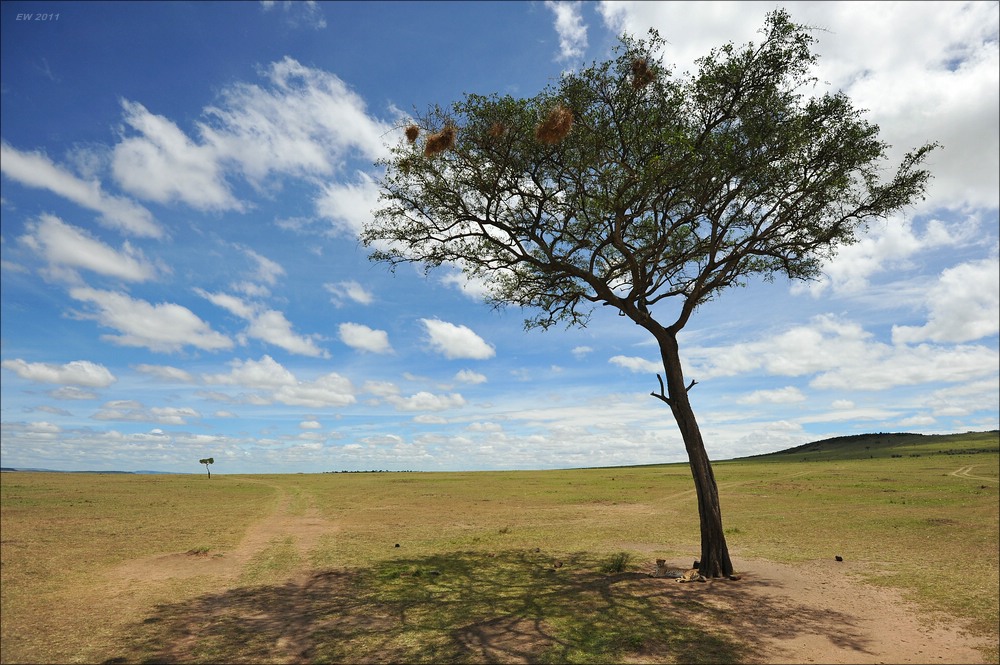 acomp Kenia 20111015 10051aa