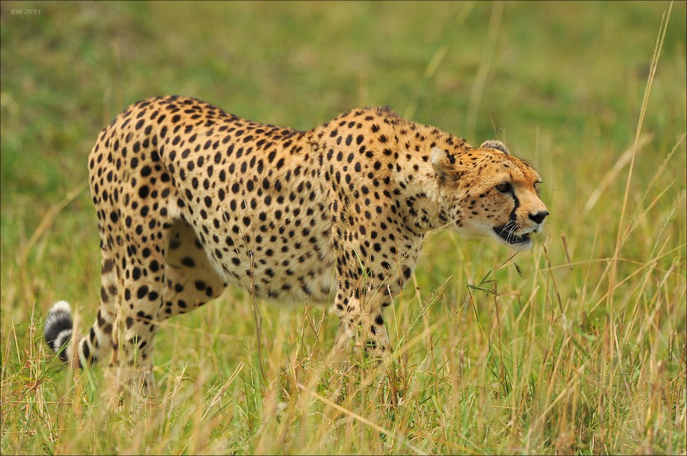 acomp Kenia 20111015 10171