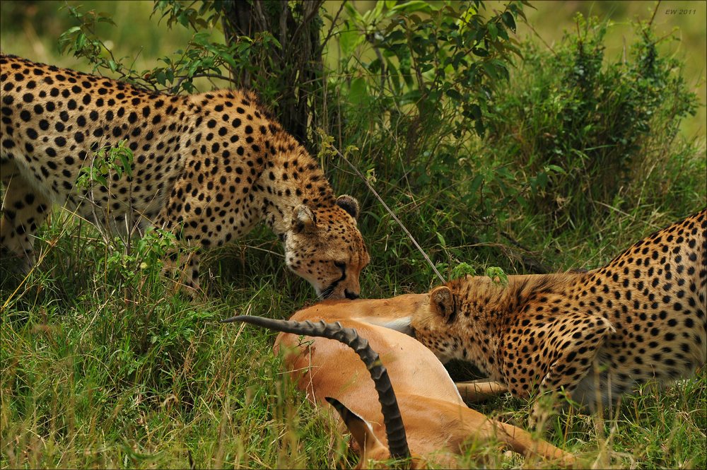acomp Kenia 20111015 10214a