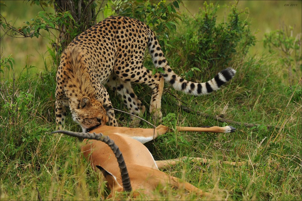 acomp Kenia 20111015 10232a