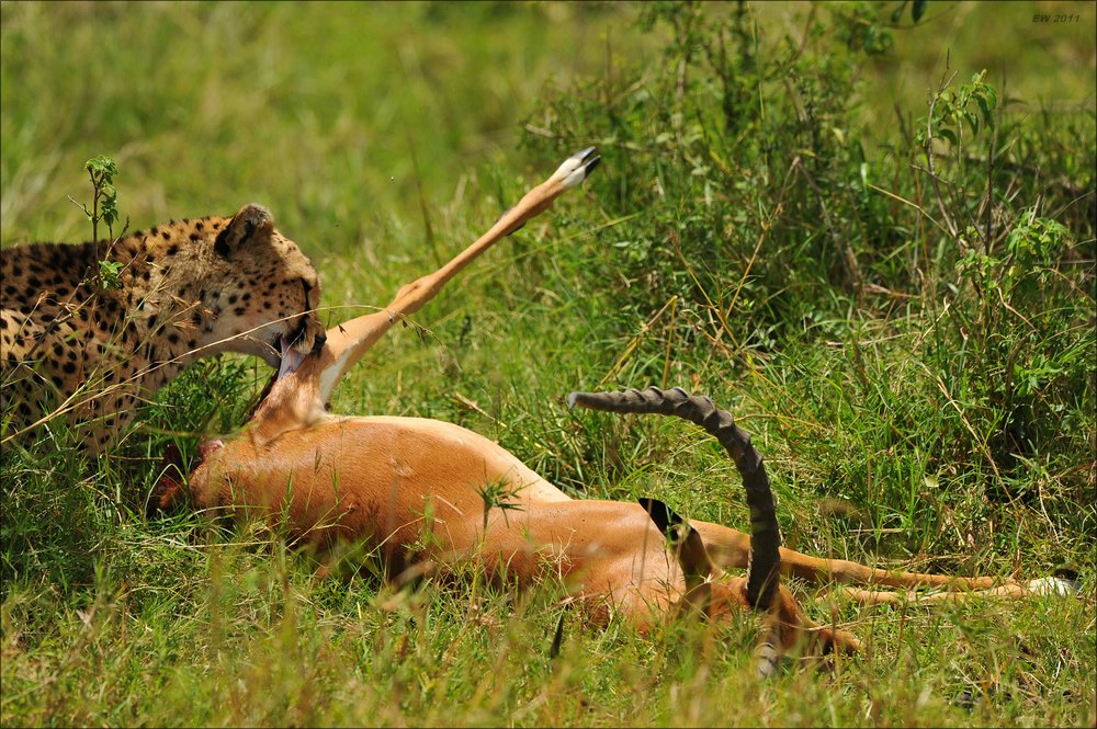 acomp Kenia 20111015 10346a