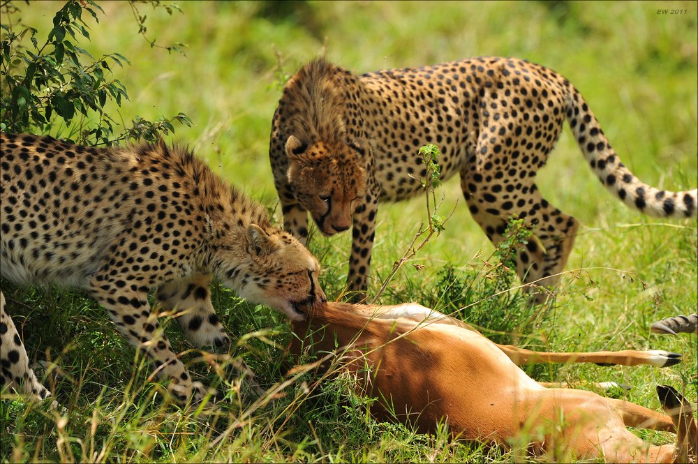 acomp Kenia 20111015 10354a