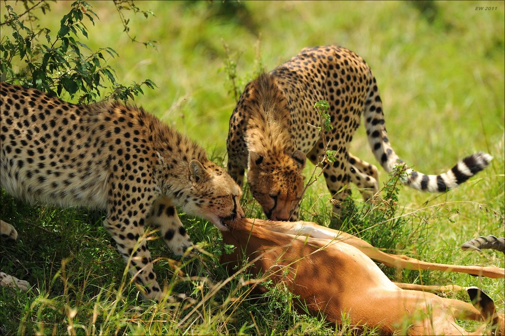 acomp Kenia 20111015 10356a