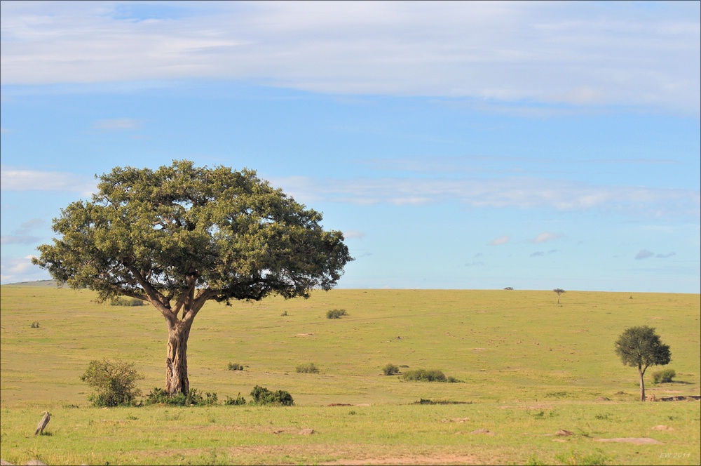 acomp Kenia 20111015 11981
