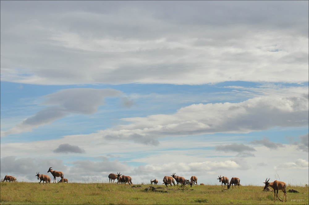 acomp Kenia 20111015 11996
