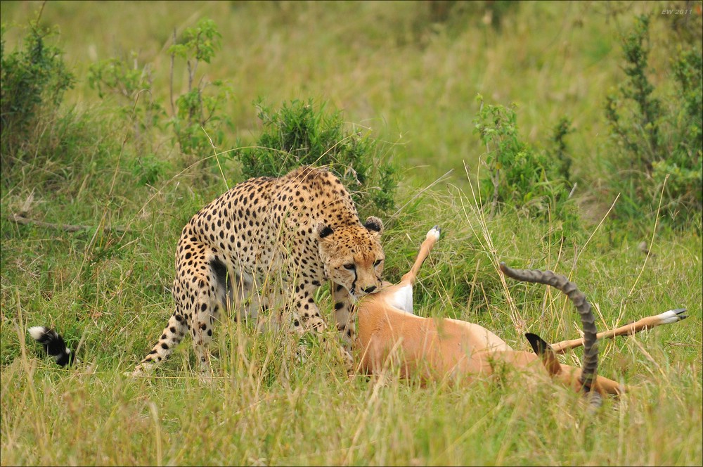 acomp Kenia 20111015 12304