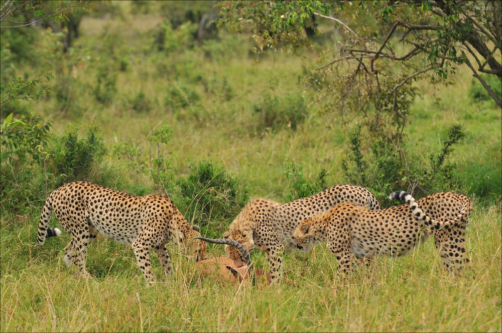 acomp Kenia 20111015 12319