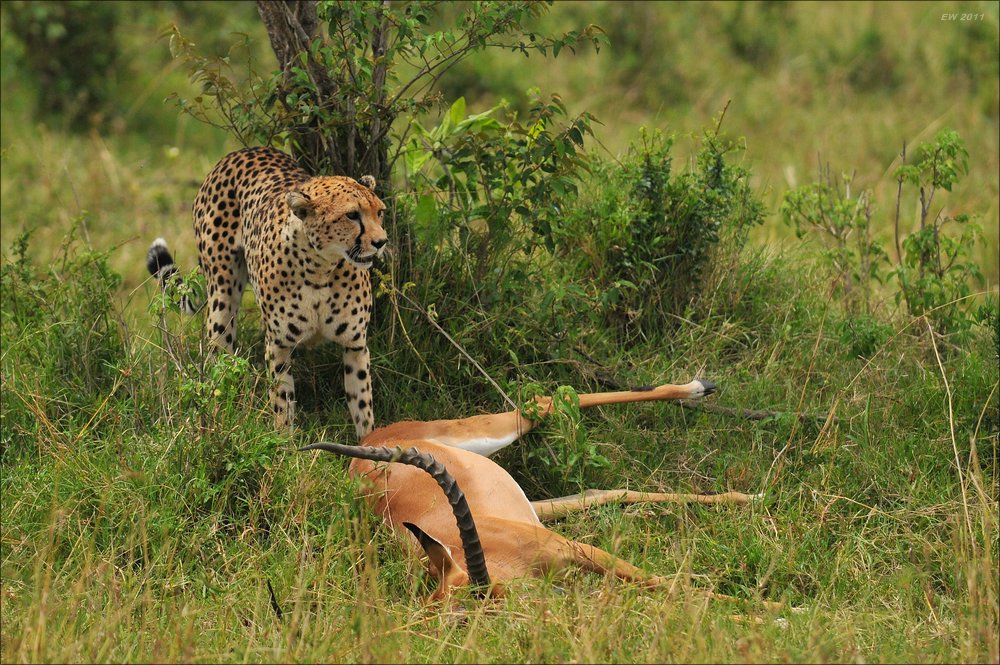 acomp Kenia 20111015 12333