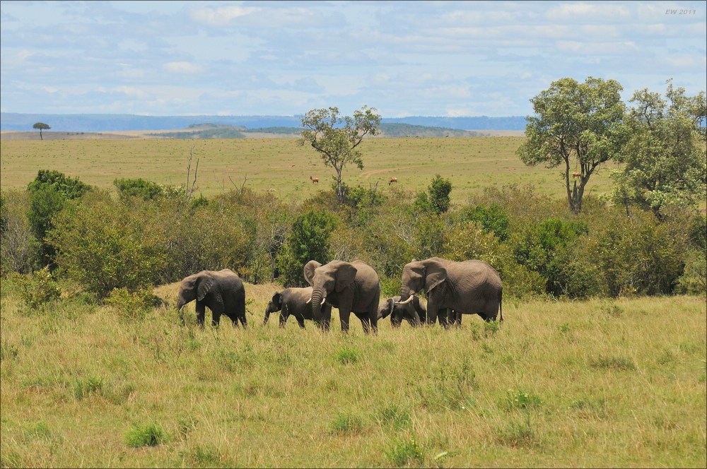 acomp Kenia 20111015 12478