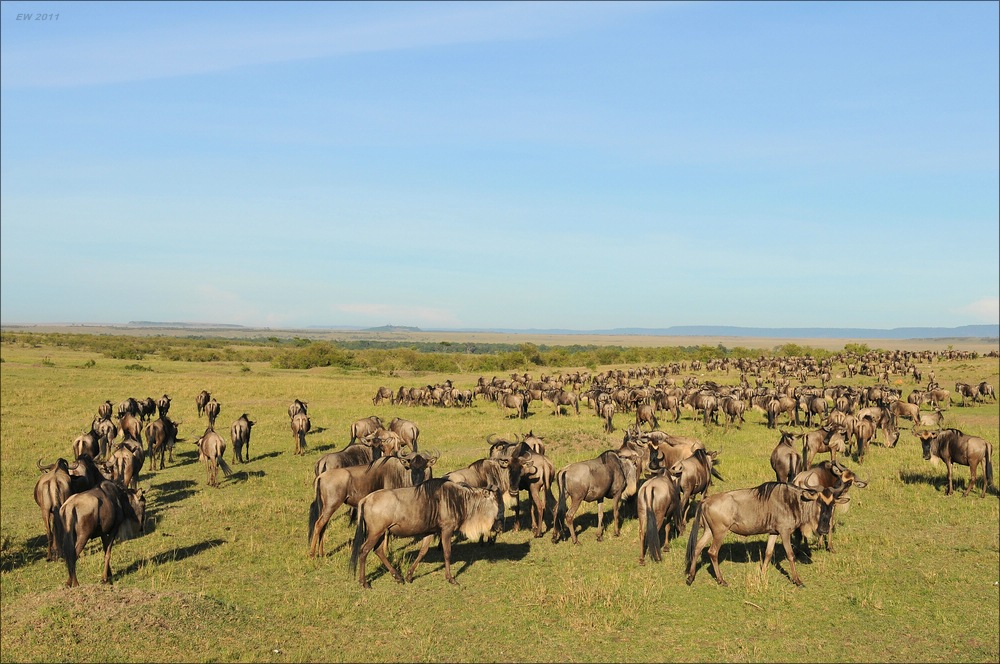 acomp Kenia 20111016 14192