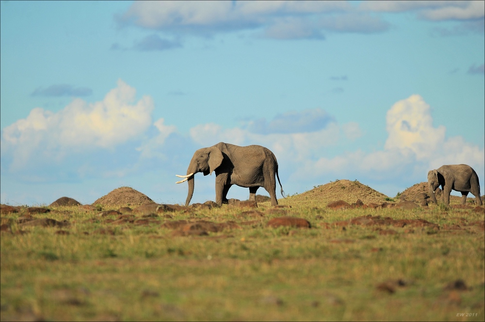 acomp Kenia 20111016 14512