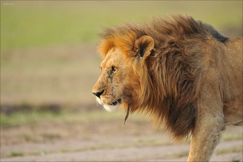 acomp Kenia 20111016 15028