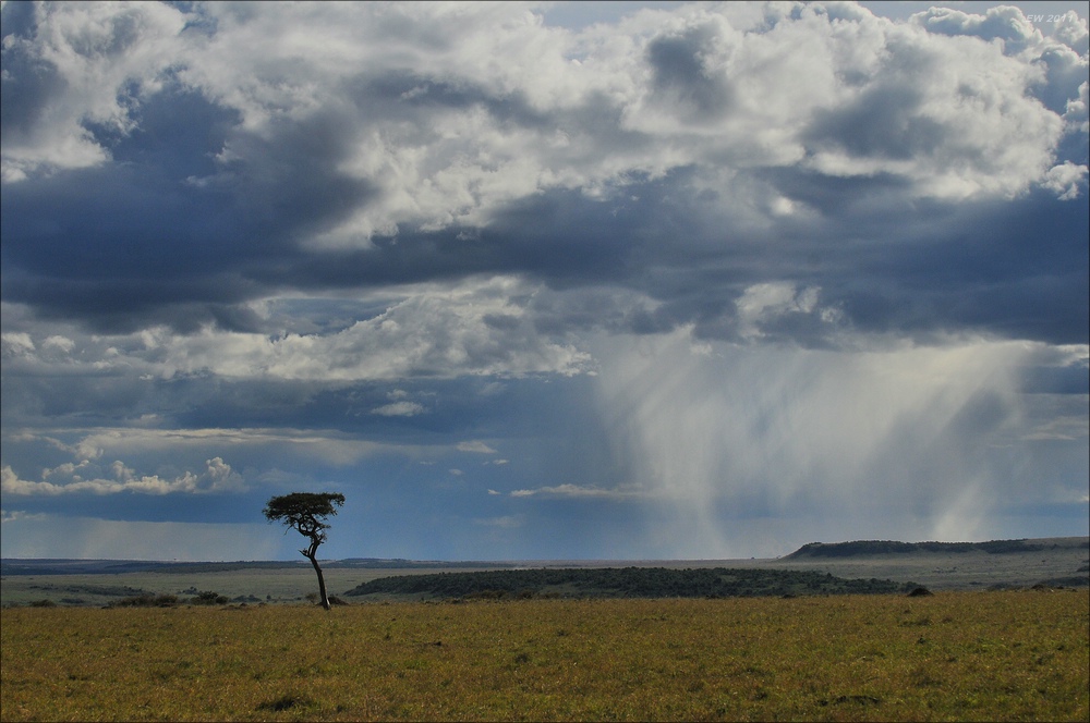acomp Kenia 20111016 15190a