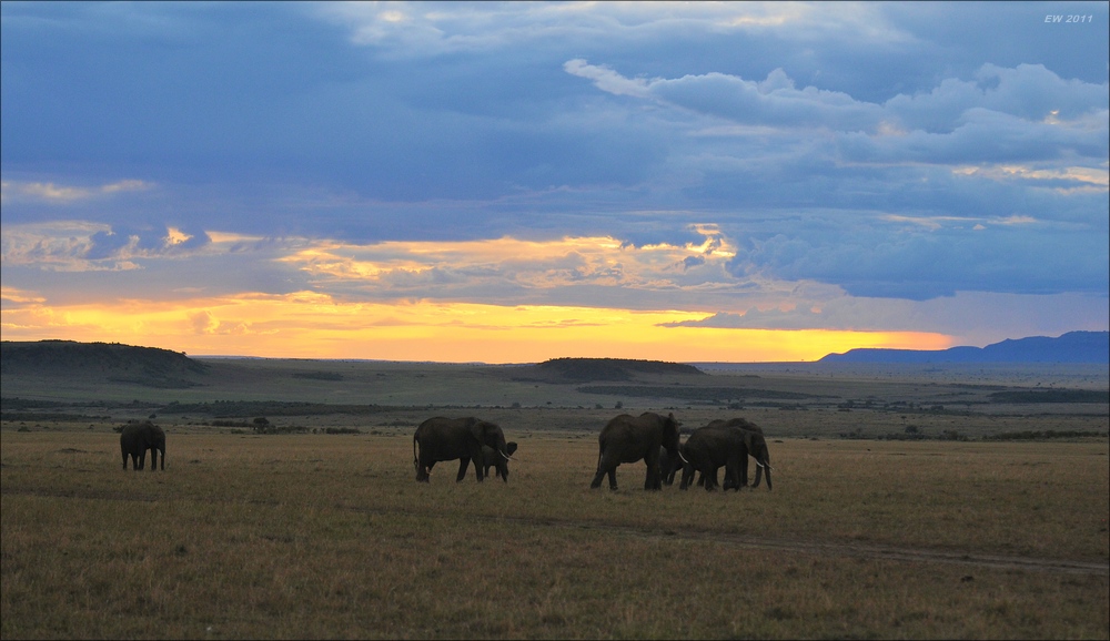 acomp Kenia 20111016 15399