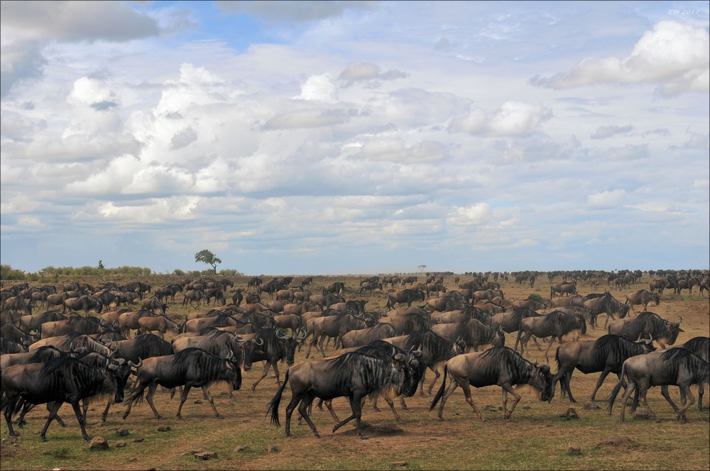 acomp Kenia 20111017 17225