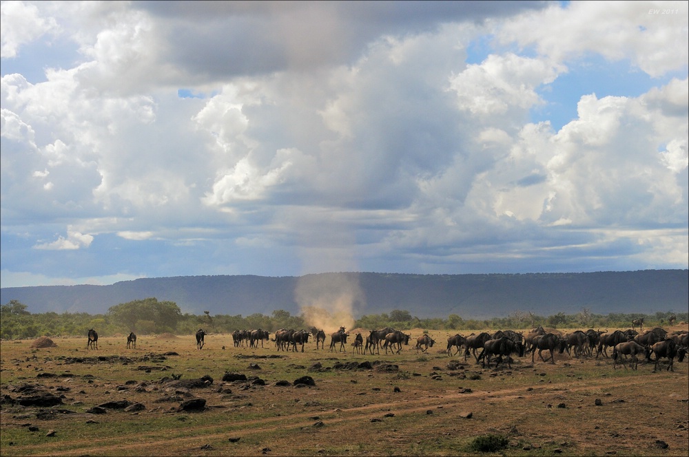 acomp Kenia 20111017 17230