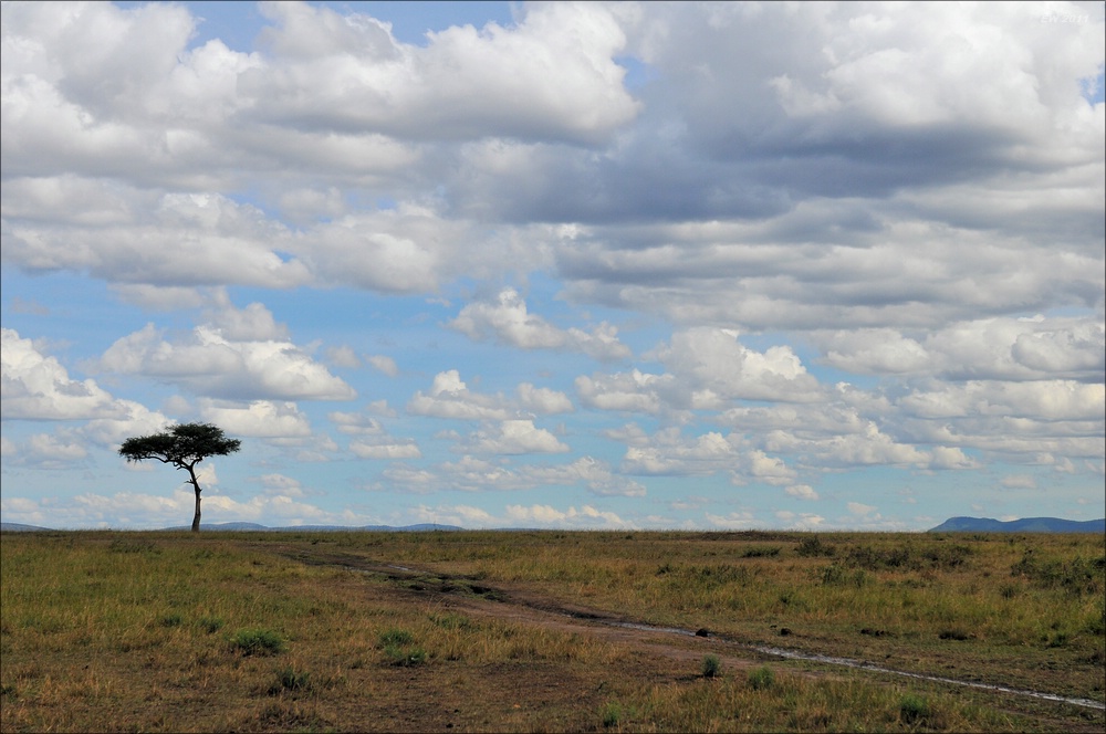 acomp Kenia 20111018 20727