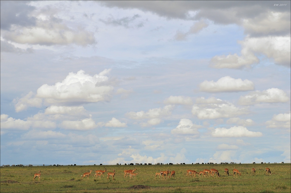 acomp Kenia 20111018 20743