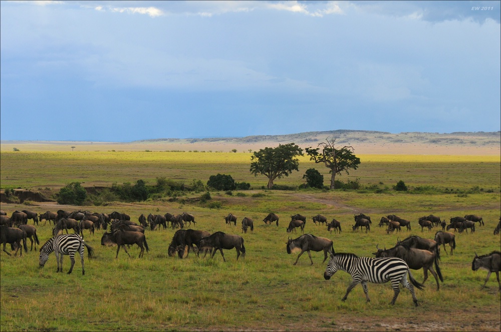 acomp Kenia 20111018 20802