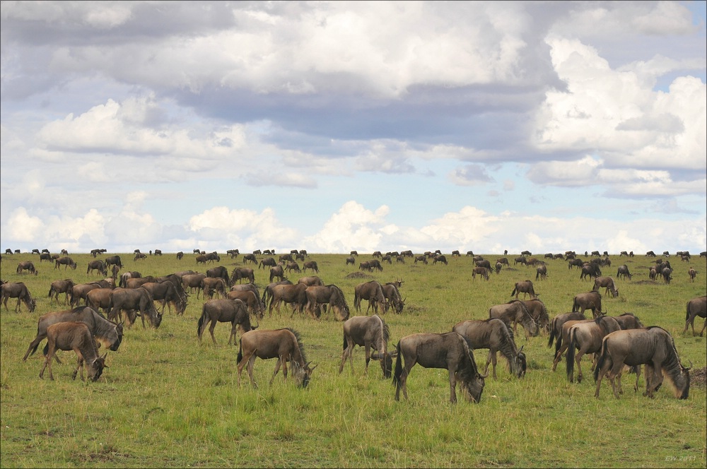 acomp Kenia 20111018 20871