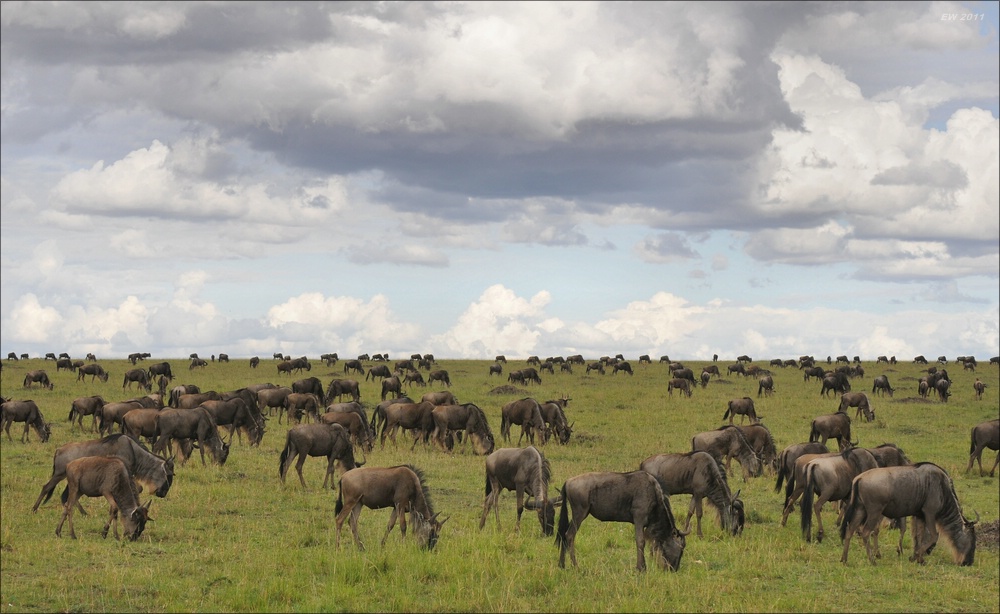 acomp Kenia 20111018 20871a