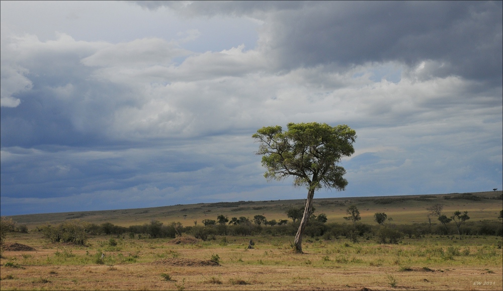acomp Kenia 20111018 20887