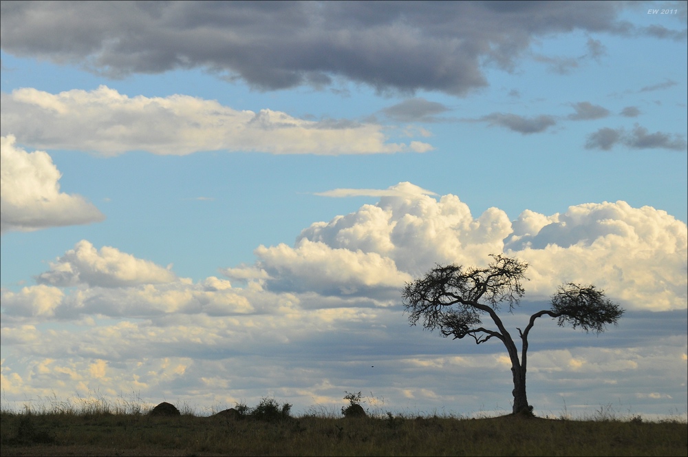 acomp Kenia 20111018 20906