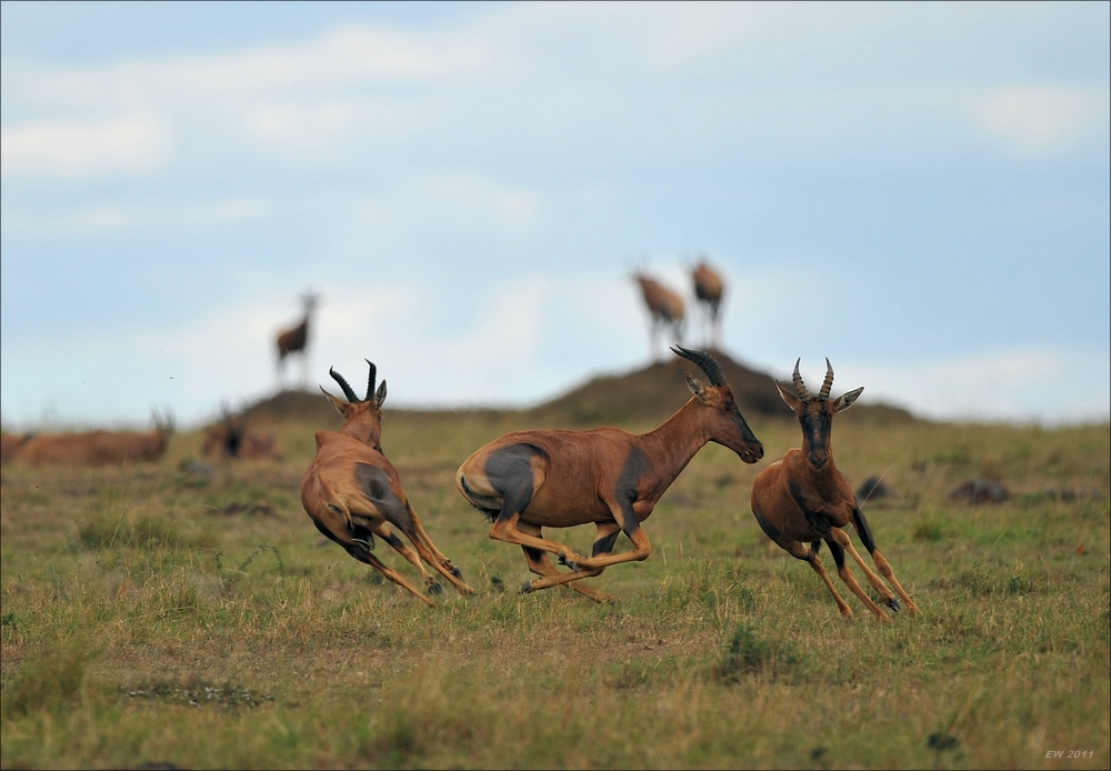 acomp Kenia 20111019 21969