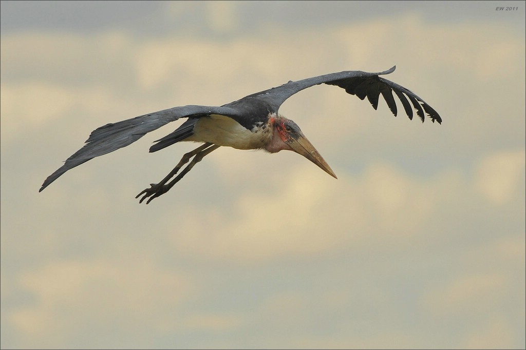 acomp Kenia 20111019 23276