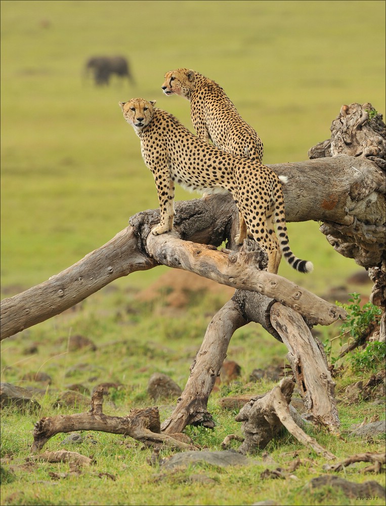 acomp Kenia 20111019 23467