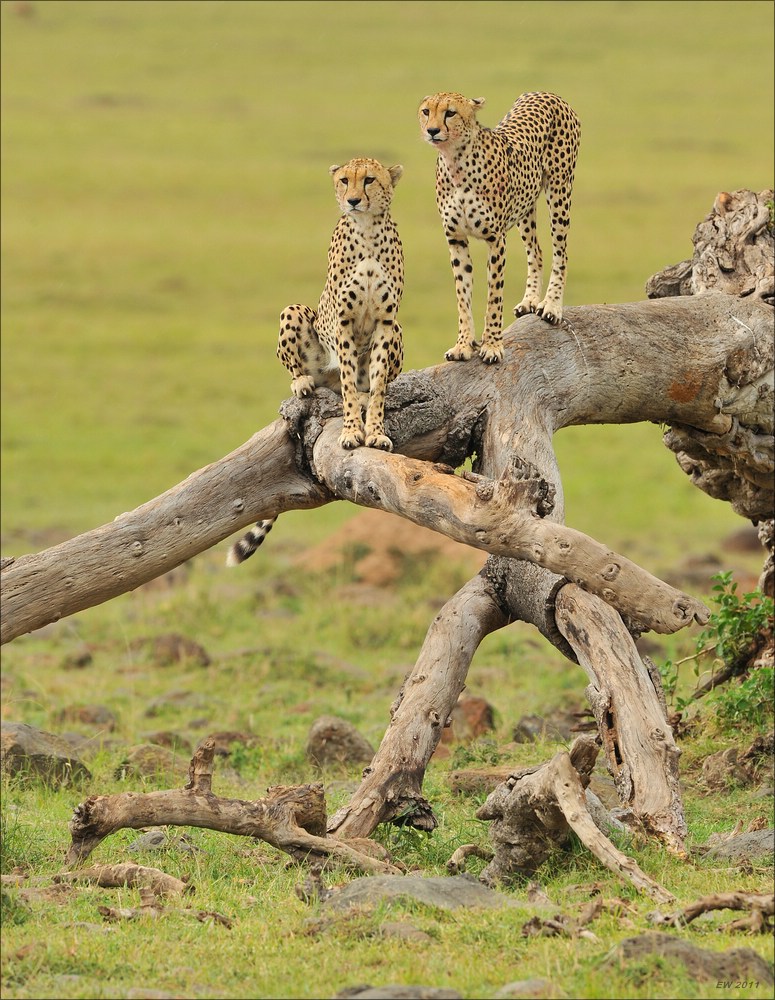 acomp Kenia 20111019 23710a