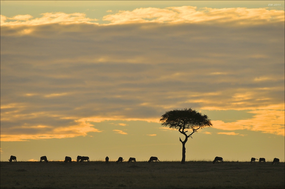 acomp Kenia 20111020 25014