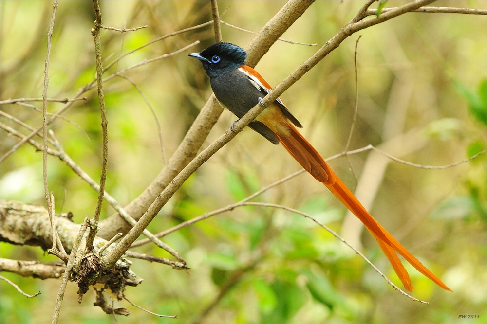 acomp Kenia 20111020 26303