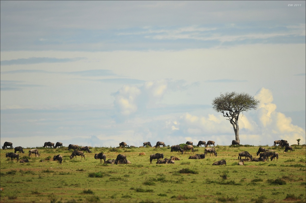 acomp Kenia 20111020 26369