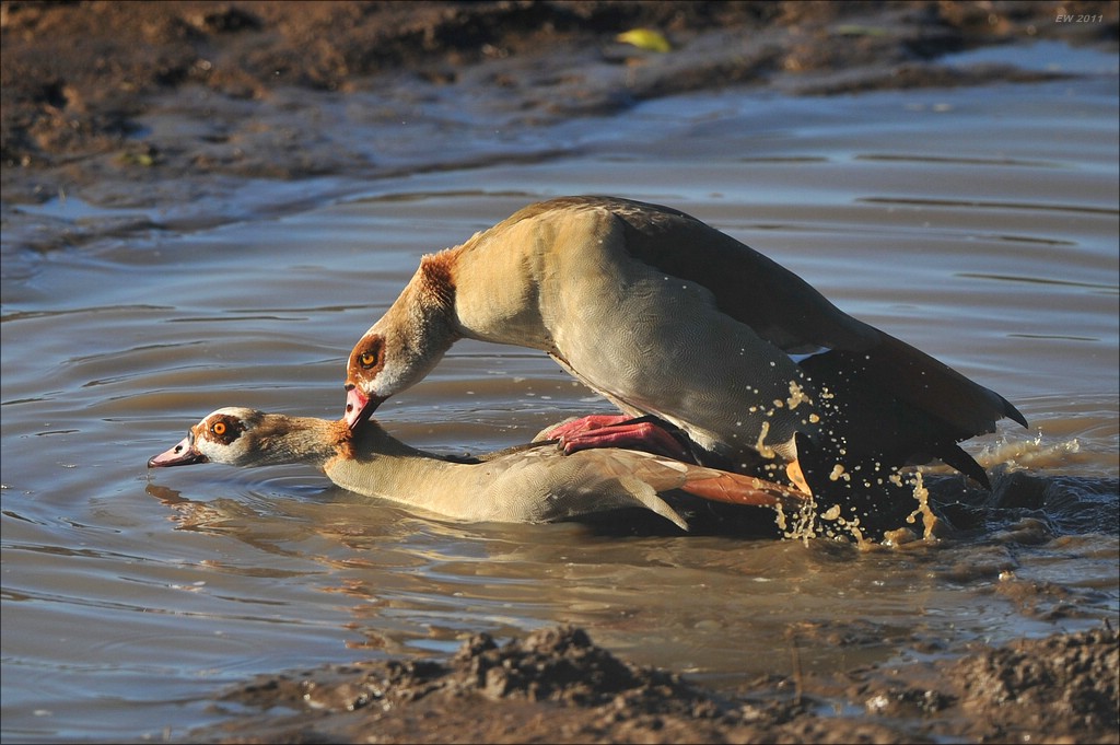 acomp Kenia 20111021 27335