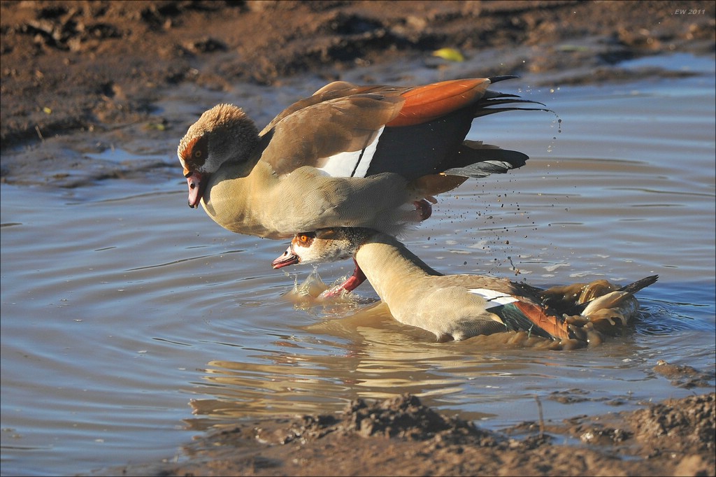 acomp Kenia 20111021 27346