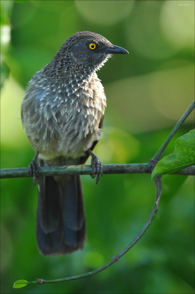 acomp Kenia 20111021 27689