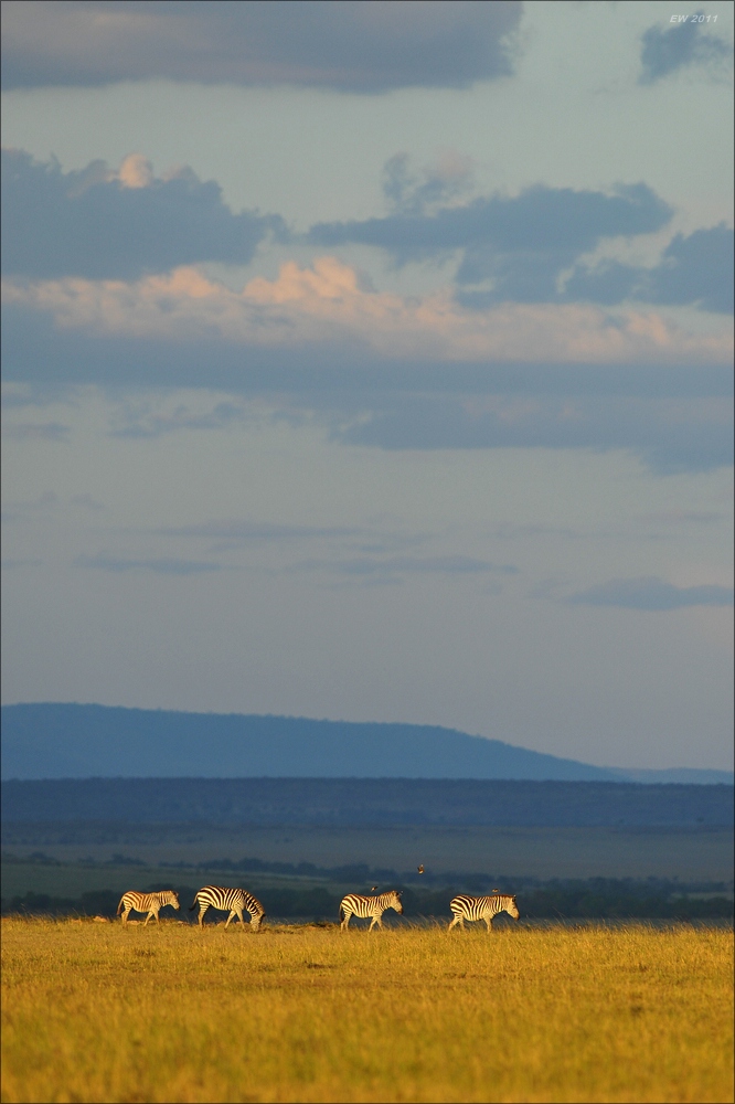 acomp Kenia 20111021 29076
