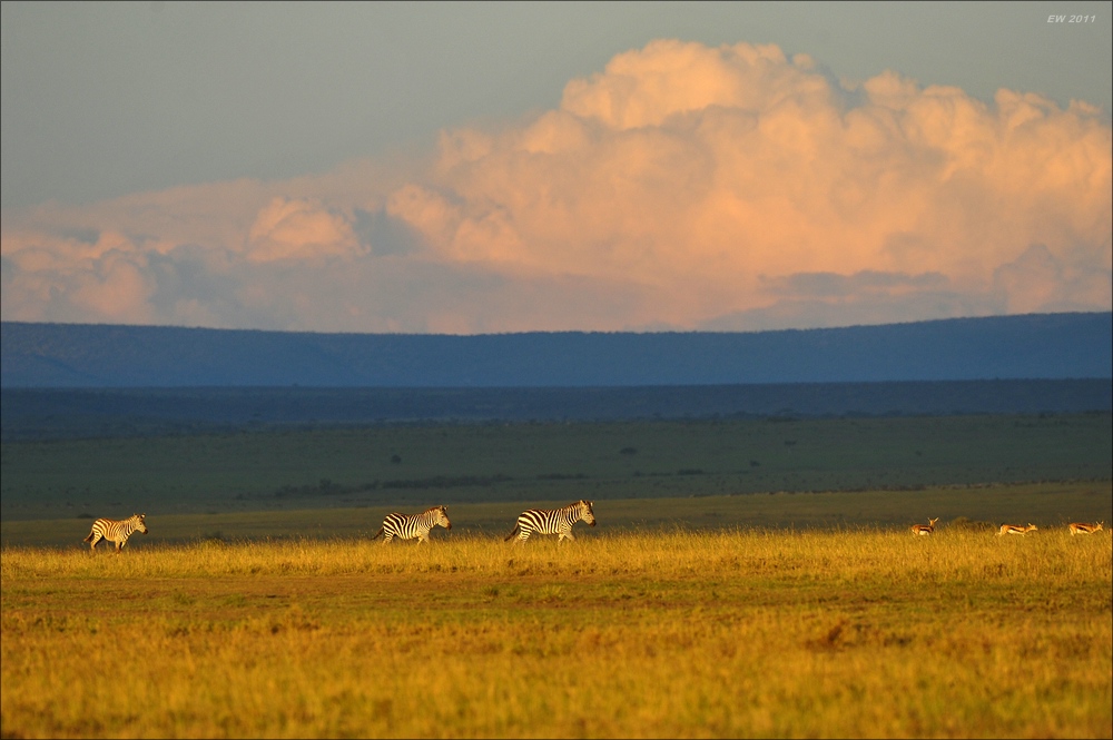 acomp Kenia 20111021 29083